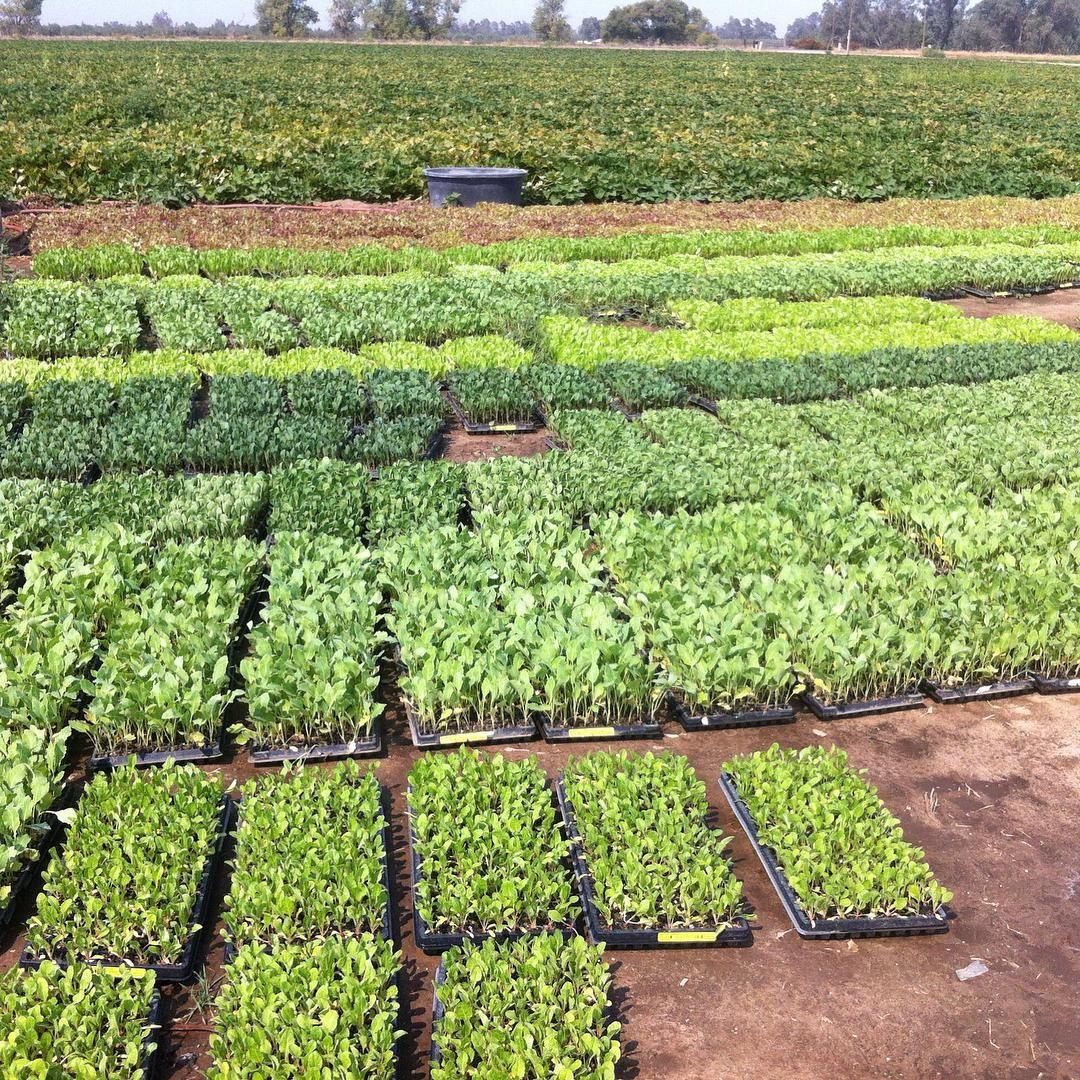 Rancho Piccolo is beginning to plant organic fall vegetables for their customers despite the dry weather and lack of rain.