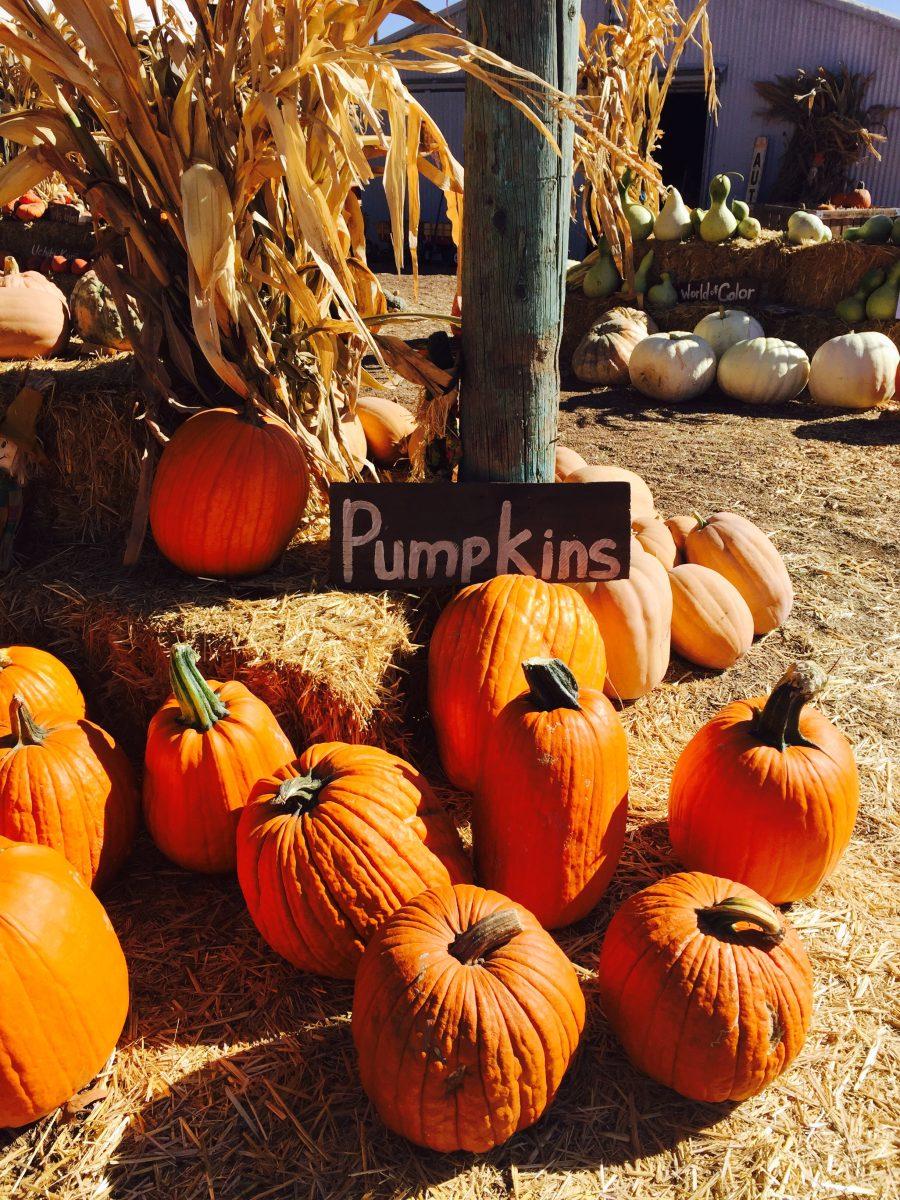 A pumpkin patch at R.A.M Farms in Turlock.&#160;