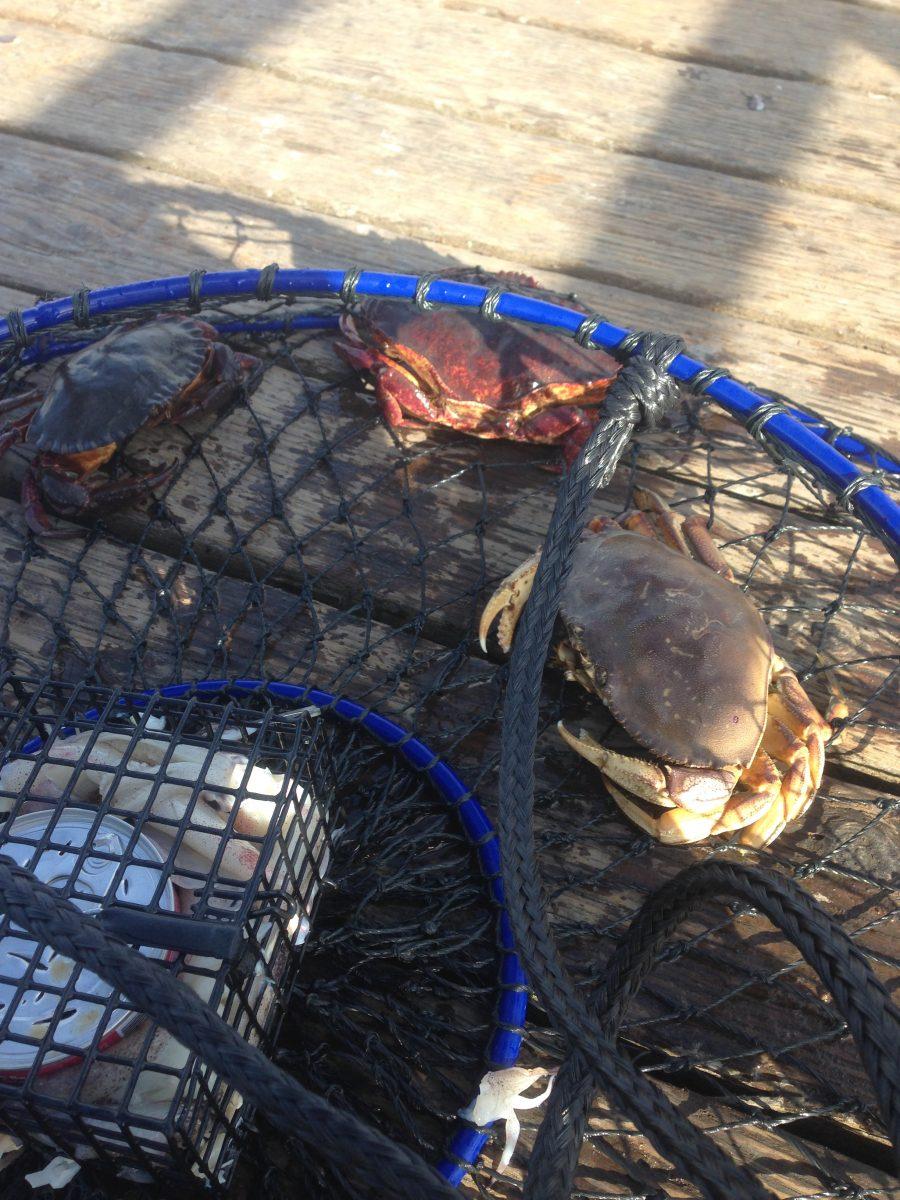 A pot full of Dungeness crabs