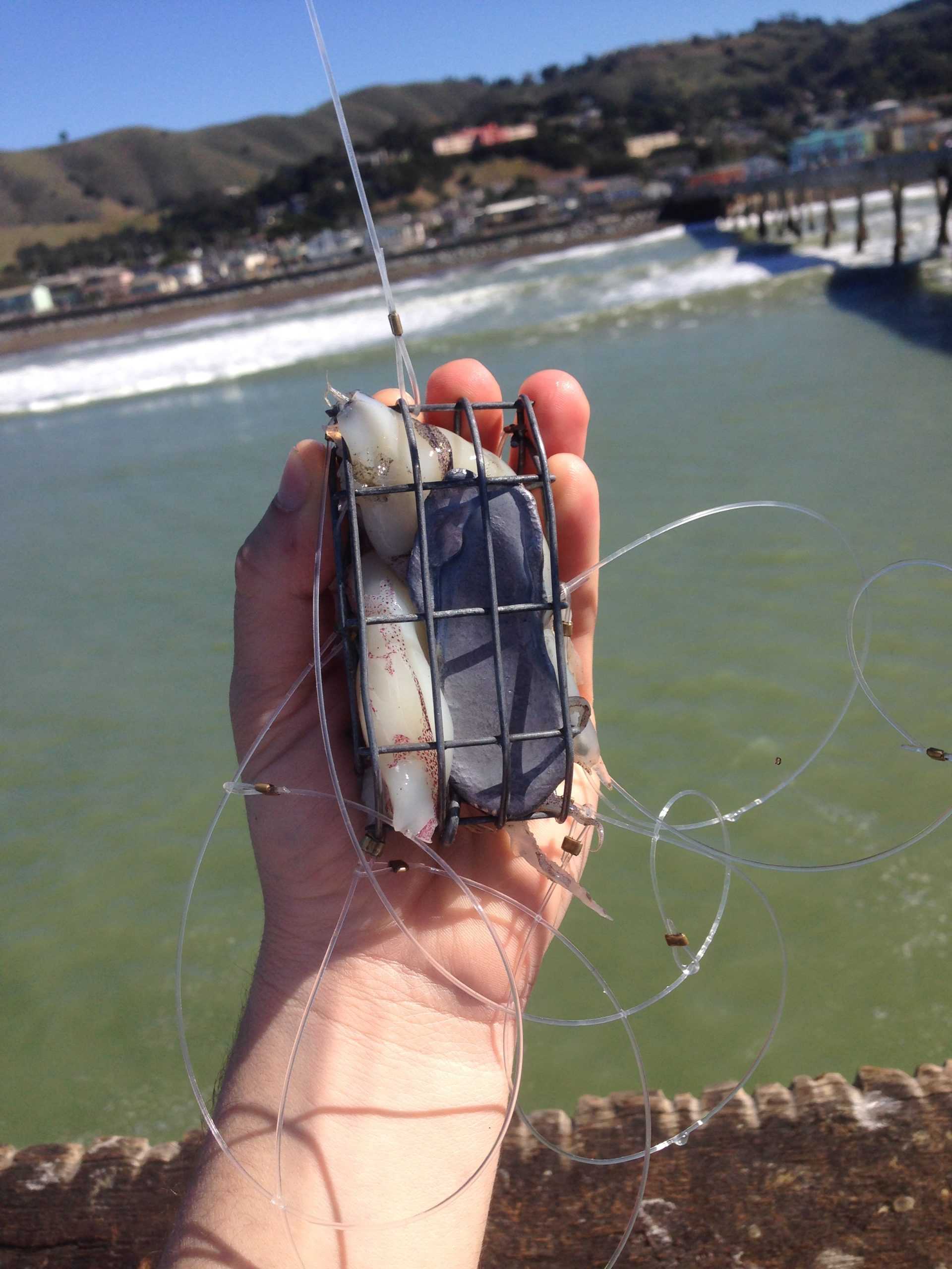 California Crabbing Season Closes