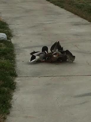 Ducks at Stan State