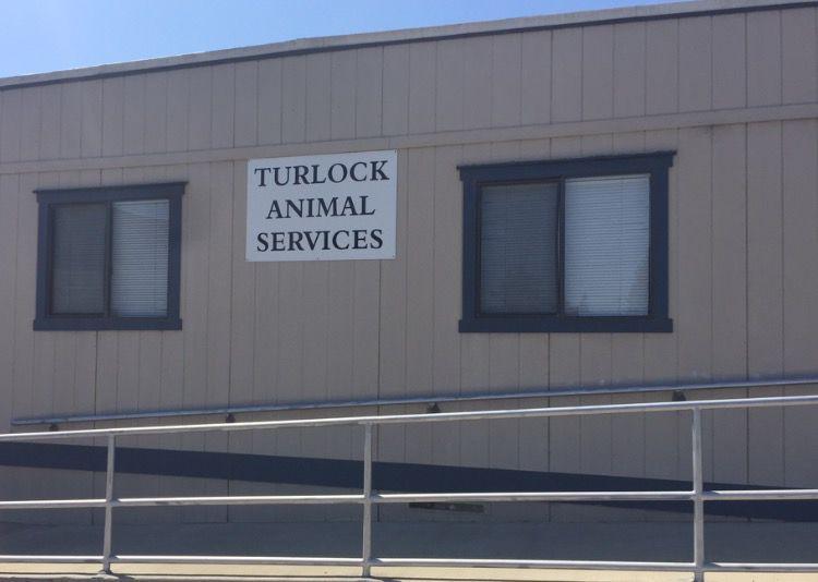 The Signal team visits the Turlock Animal Services Shelter