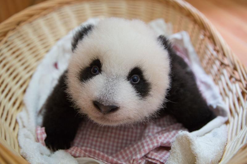 Baby Panda at Wolong Panda Reserve. (Photo credit: Adrian Cale/ITN Productions)