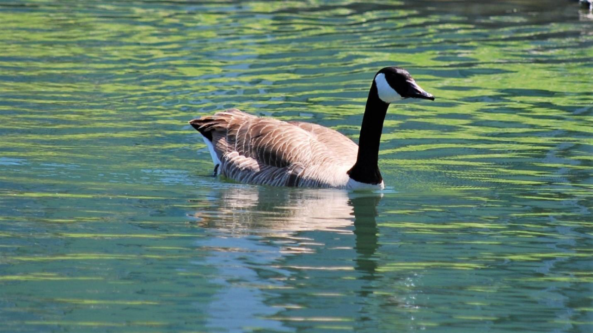 A Canada goose swimming in a pond at Stan State. (Photo Courtesy of Briannah D. Owen)&#160;