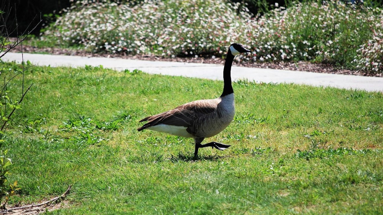 Stan State: Home of the Geese