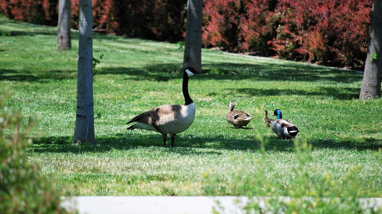 Stan State: Home of the Geese