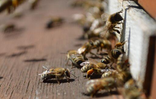 The life of a bee, the work of a beekeeper, and the big business of honey