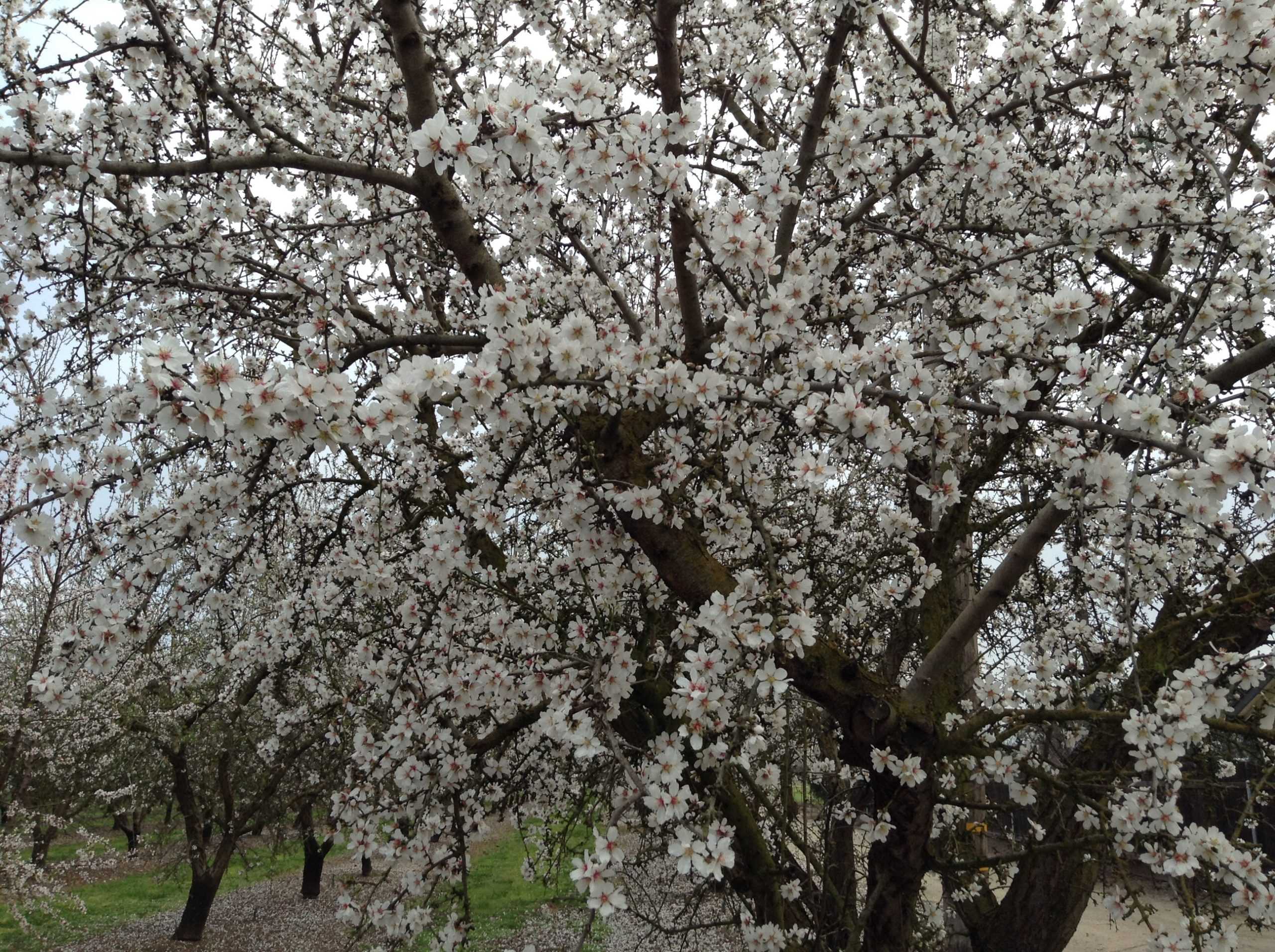 Awesome Blossom weekend