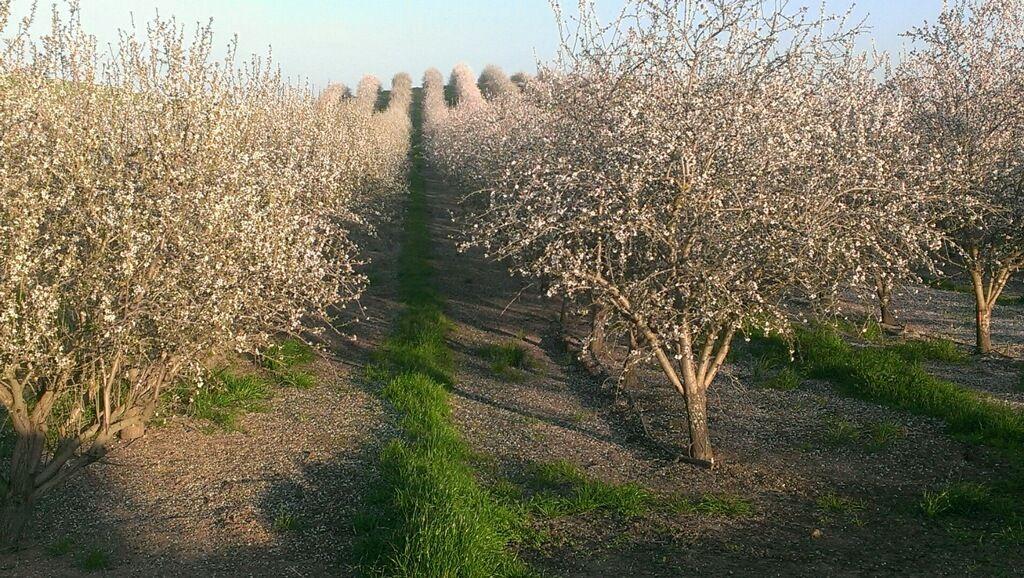 Local almond farmer, Mike Staack shares his story