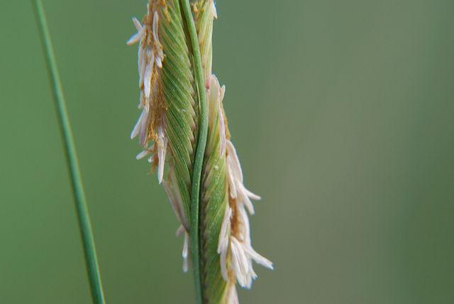 Spartina Attacks, Bio Student Association Meeting