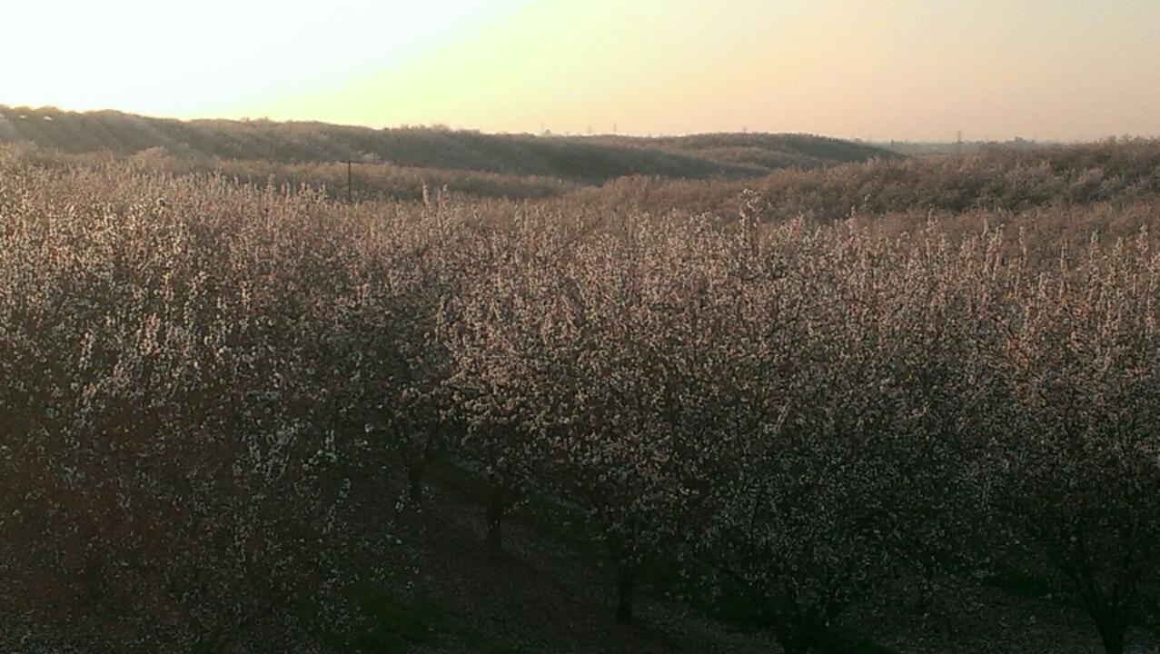 Local almond farmer, Mike Staack shares his story