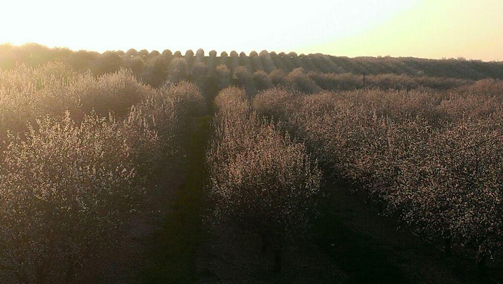 Local almond farmer, Mike Staack shares his story