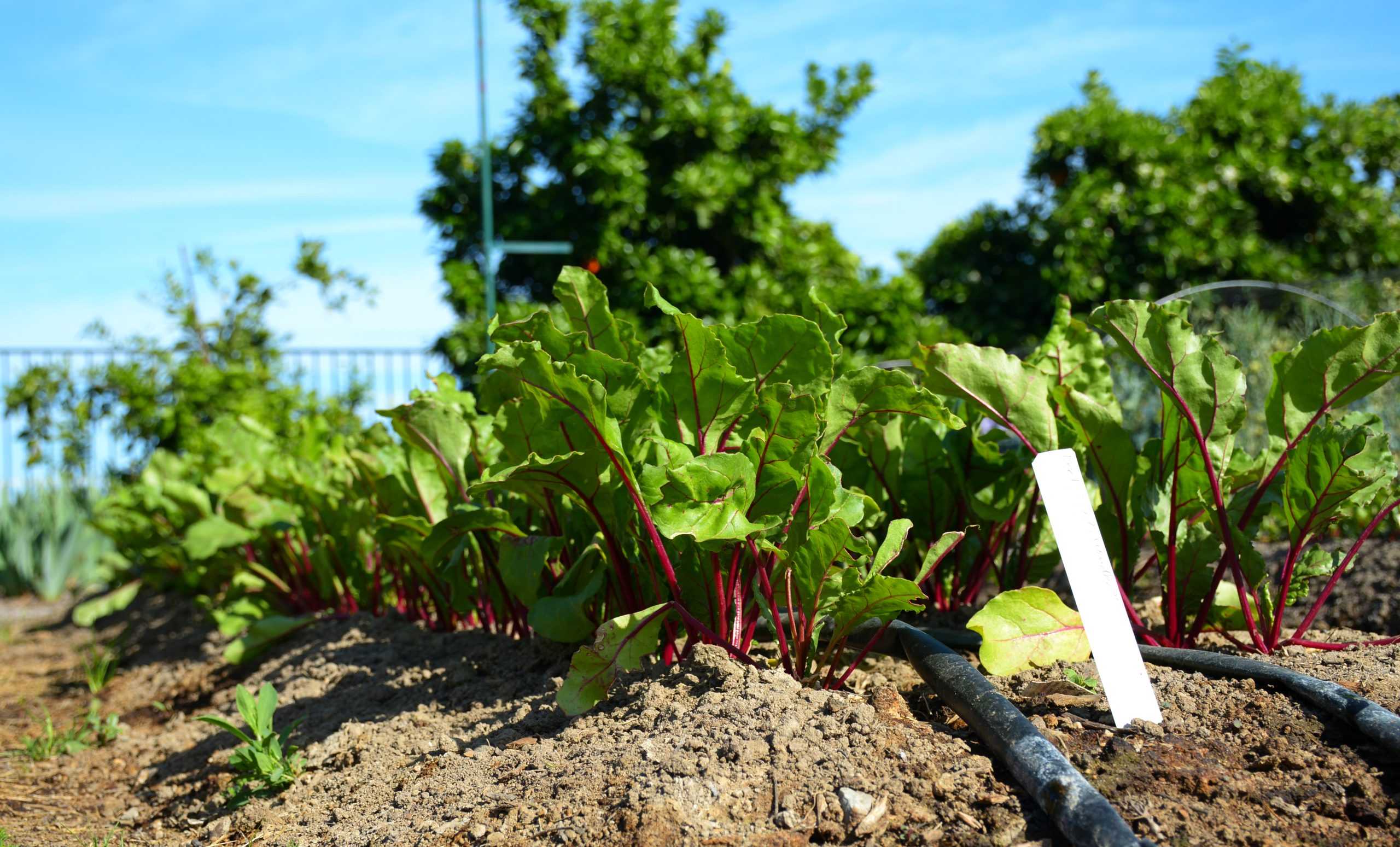 An inside look at our very own sustainable garden on campus