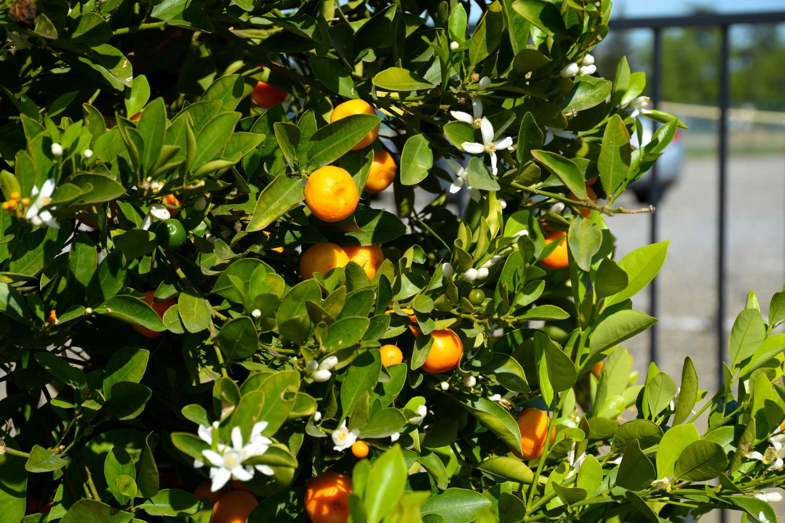 An inside look at our very own sustainable garden on campus