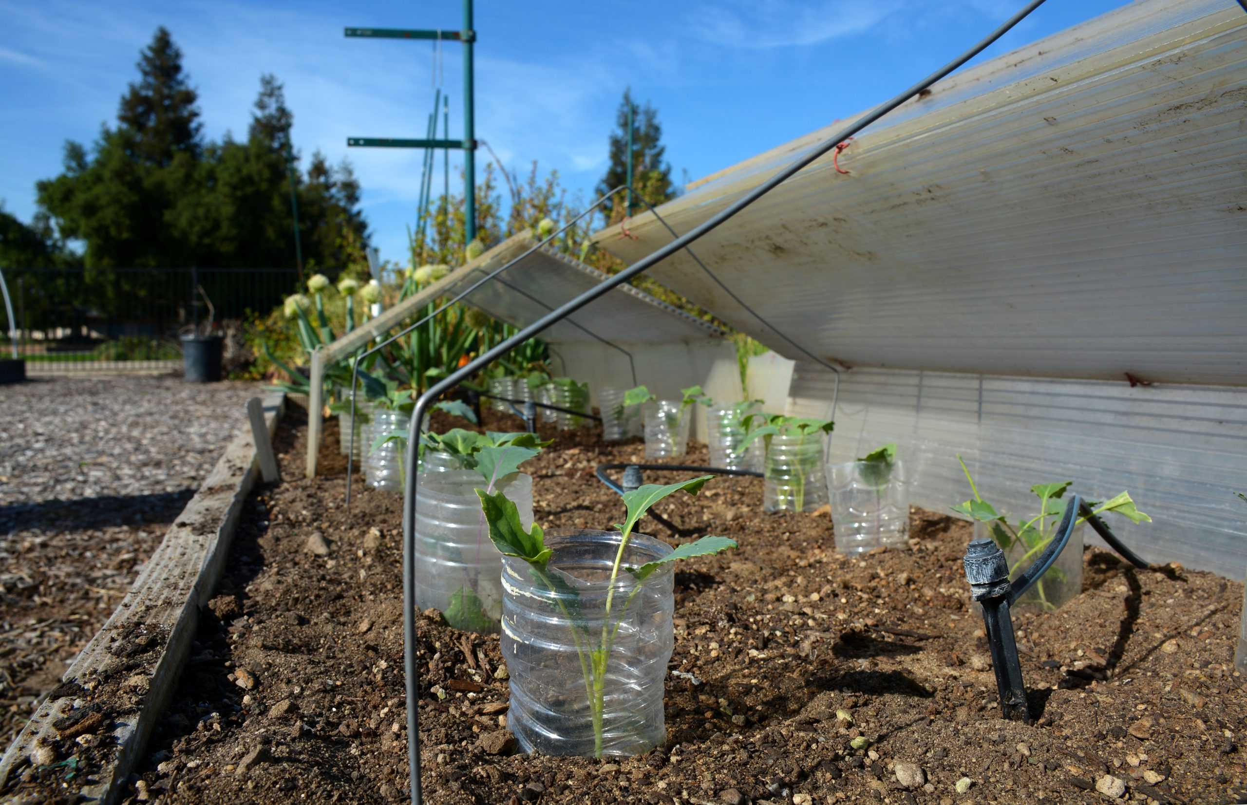 An inside look at our very own sustainable garden on campus