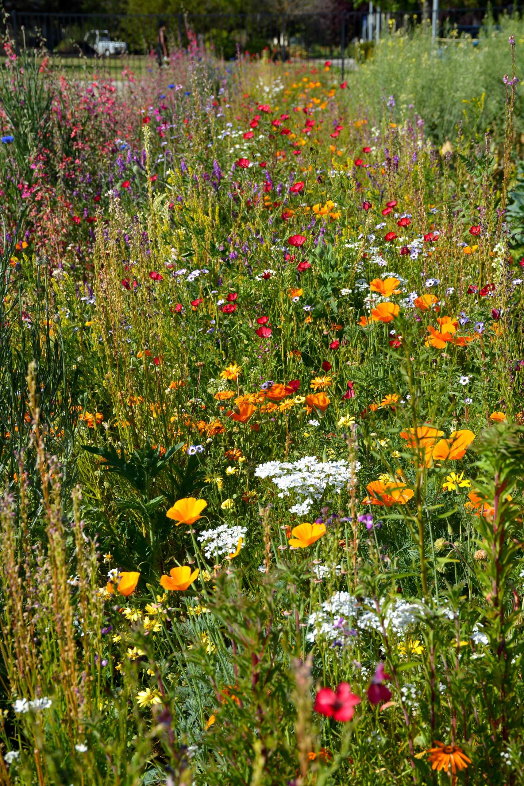 An inside look at our very own sustainable garden on campus