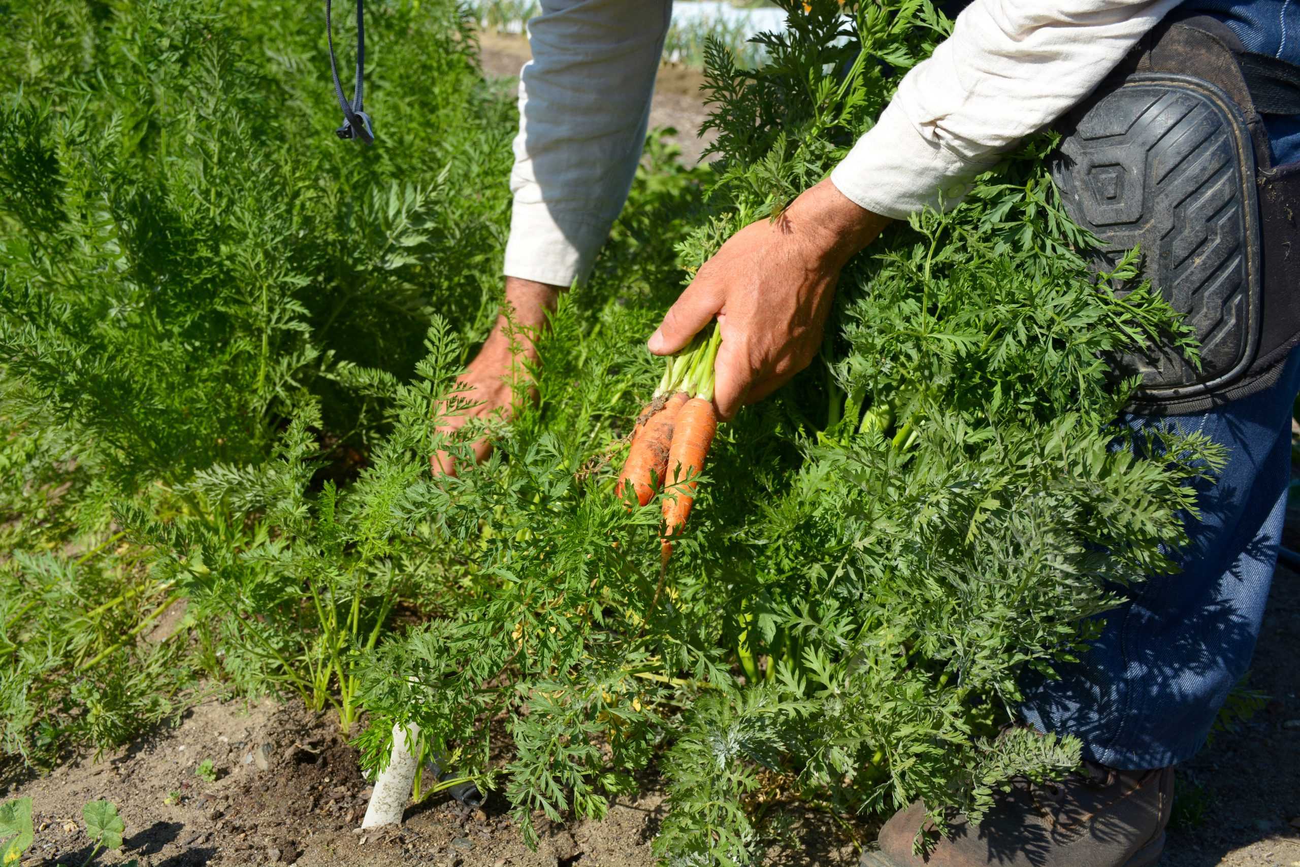 An inside look at our very own sustainable garden on campus