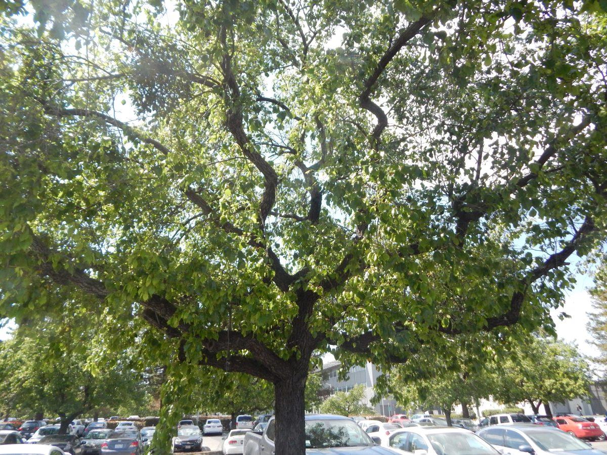 The Bradford Pear. (The Signal Photo/ Jesus Valdez)