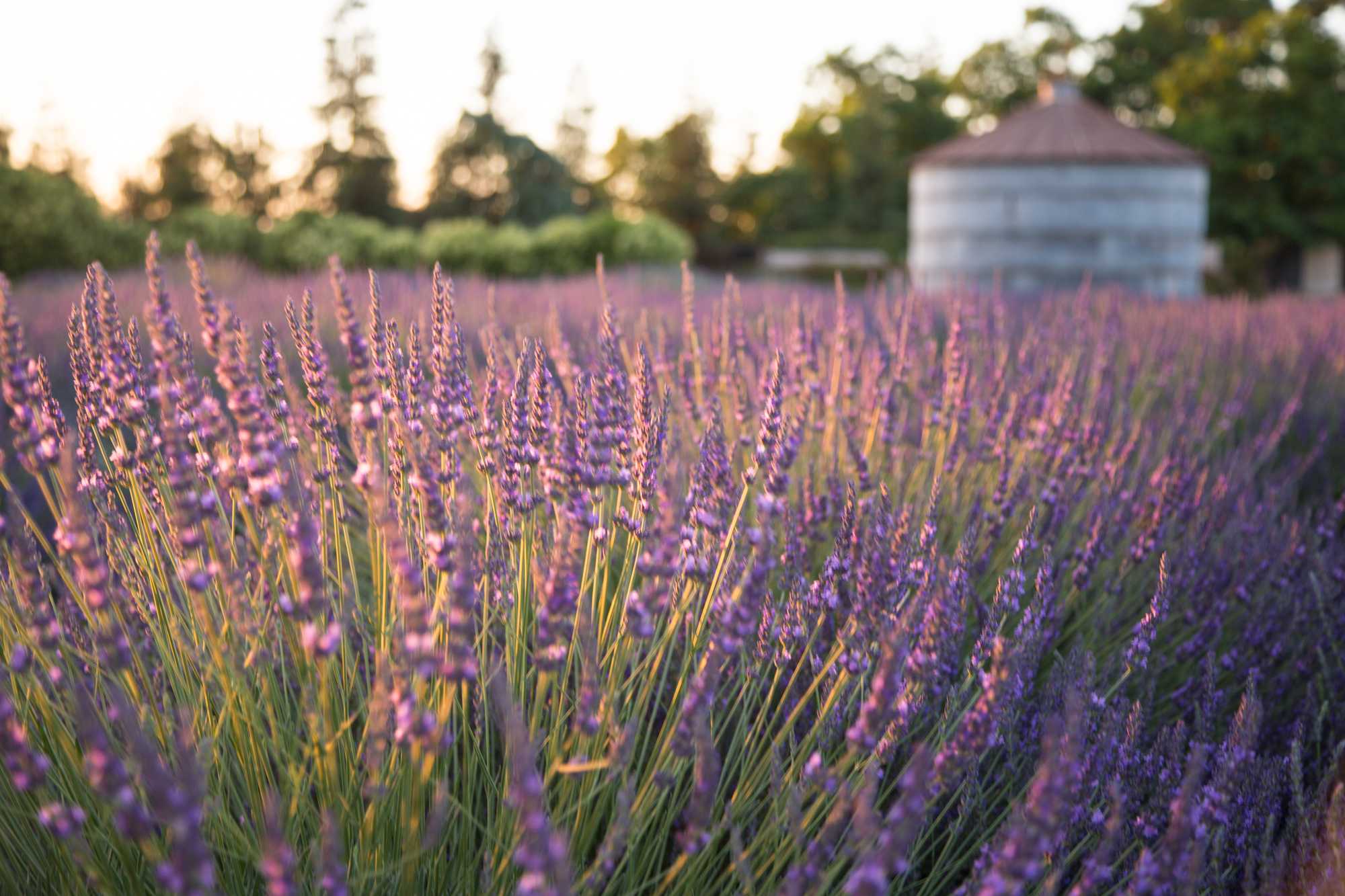 Mother's Day idea: Pageo Lavender Farms