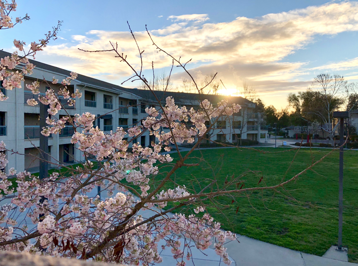 <p>View of a pink tree with the sunset in the background near the Stan State dorms. (Signal Photo/Jesús Alvarado)</p>