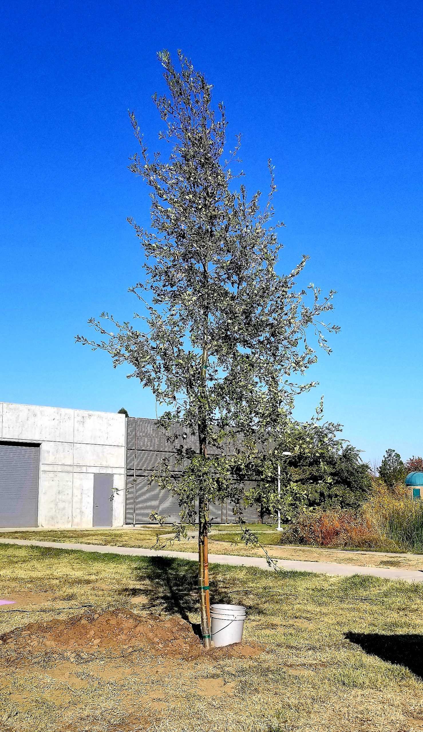 Oak Trees Serve as a Symbol of Unity and Appreciation Towards Indigenous Community