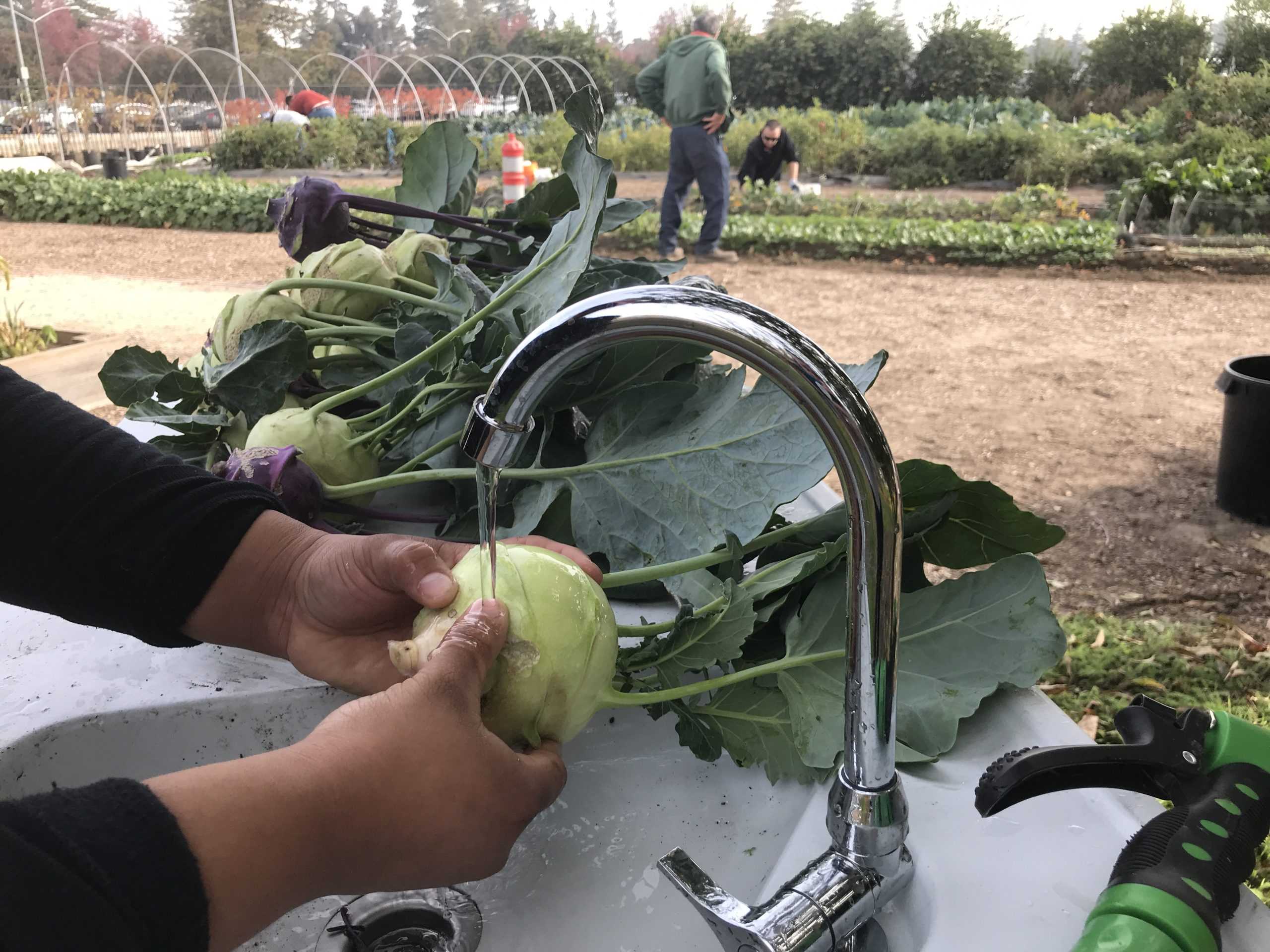 Stan State&#8217;s Sustainable Garden: Agriculture for the Future