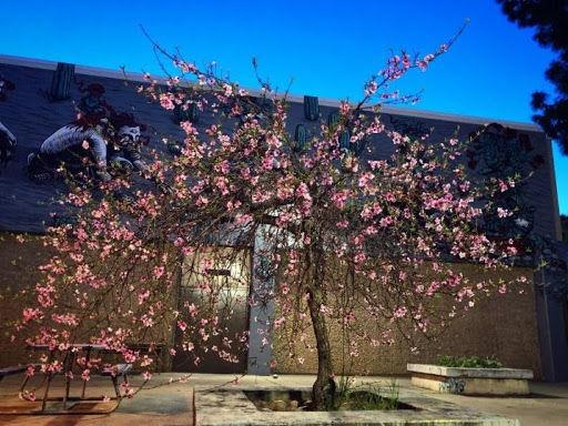 As this tree in front of the art department has blossomed, so has the new creative media major at Stan State. (Photo courtesy of Maribel Garcia)