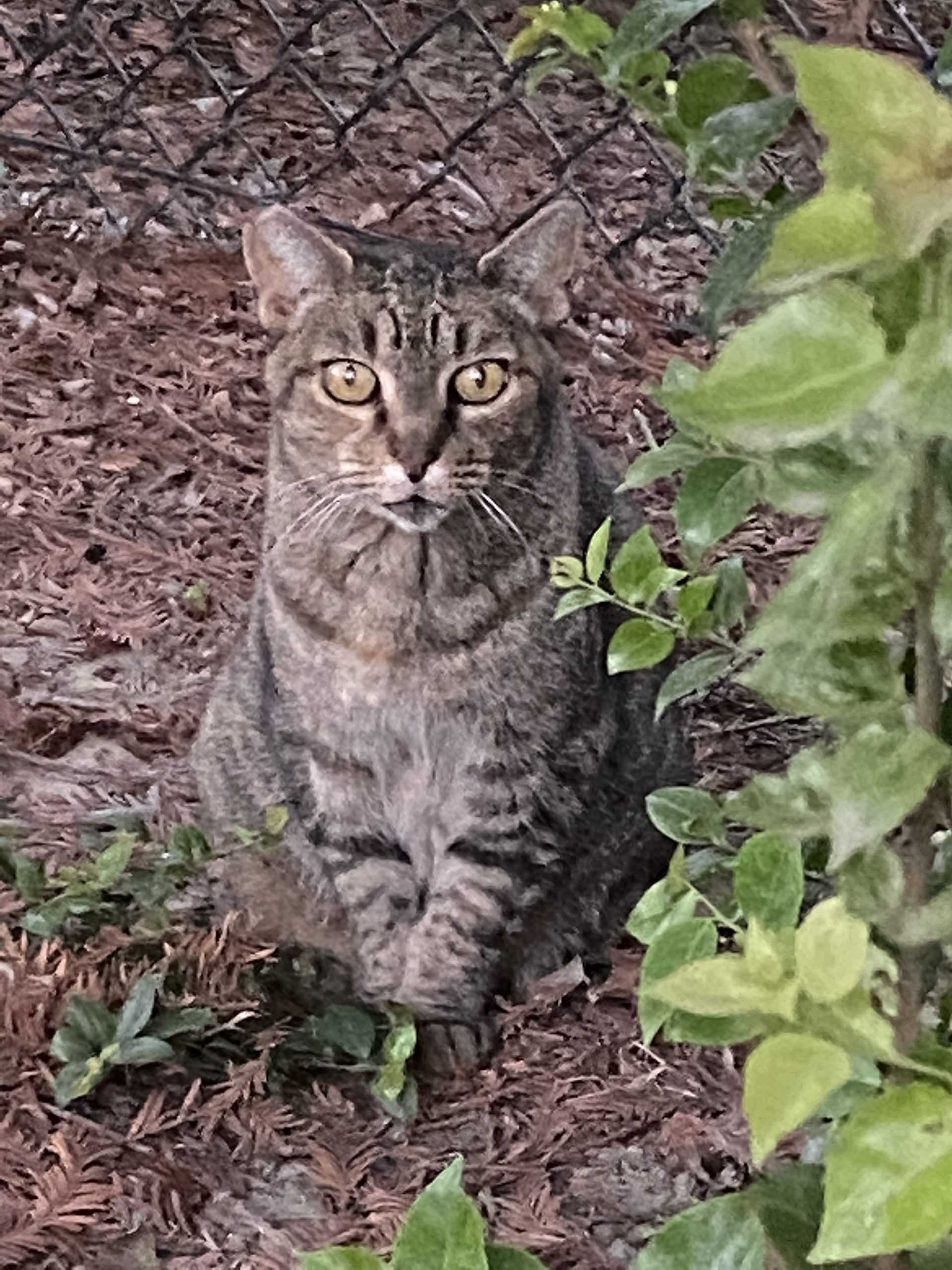 Kitty Quarantine Life: An Update on the Campus AdvoCATS