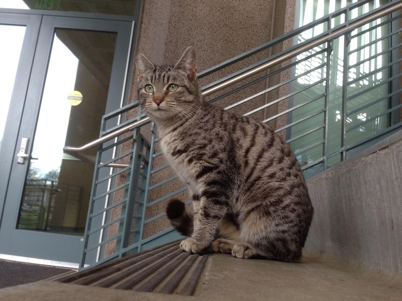 Kitty Quarantine Life: An Update on the Campus AdvoCATS