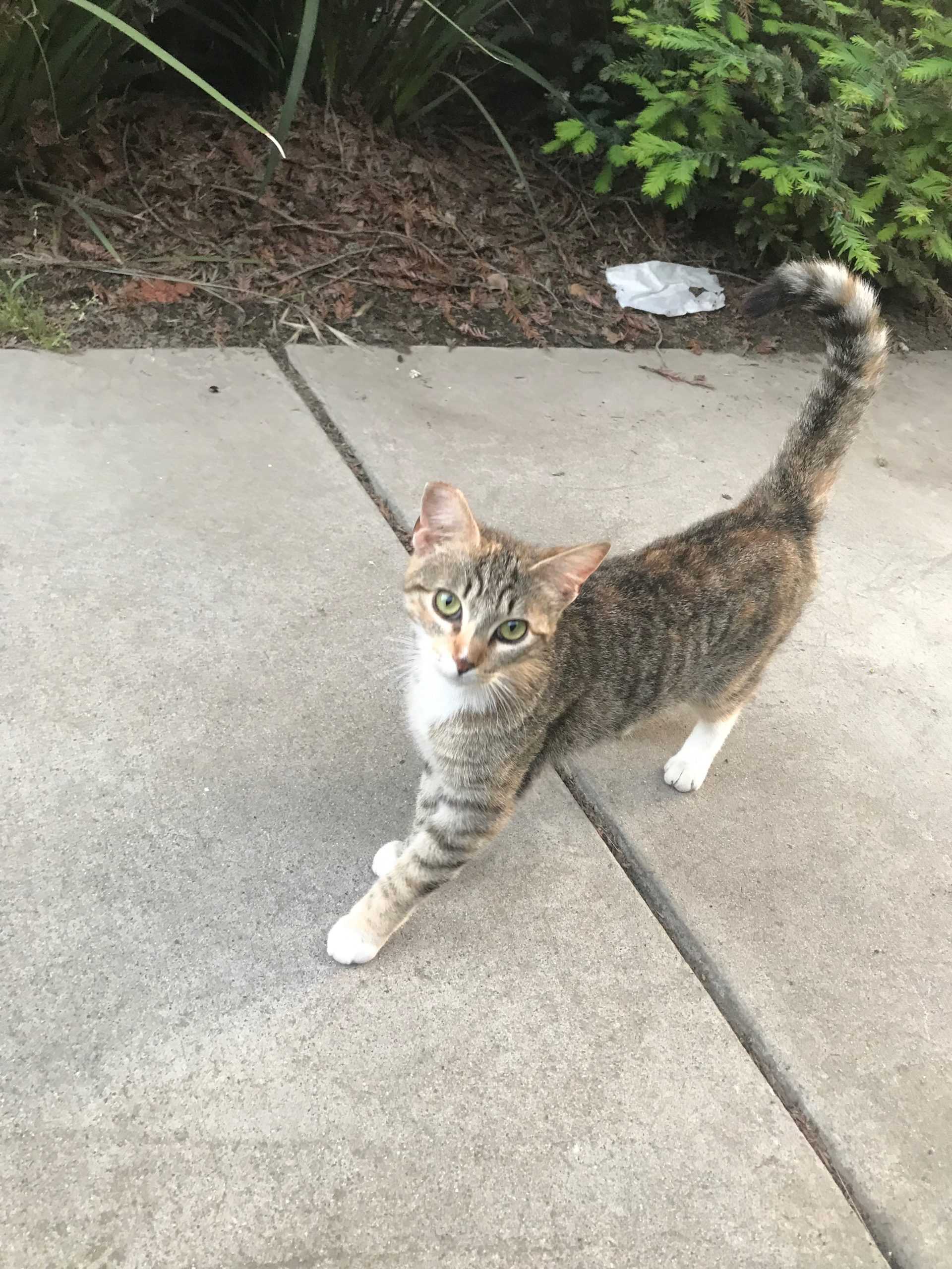 Kitty Quarantine Life: An Update on the Campus AdvoCATS