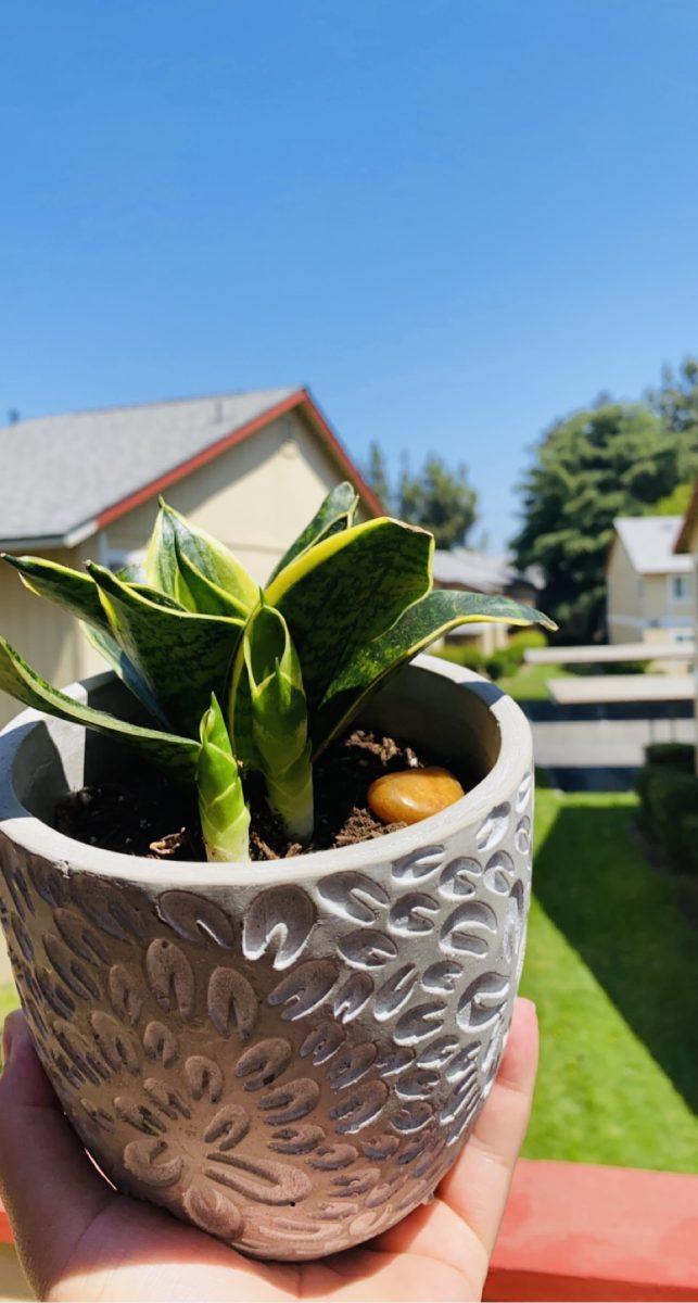 Even if you're not planning on trying to plant a fruit tree or some vegetables anytime soon, you can try your hand at gardening with small succulents like the snake plant. (Signal&#160;photo / Andres Guzman)