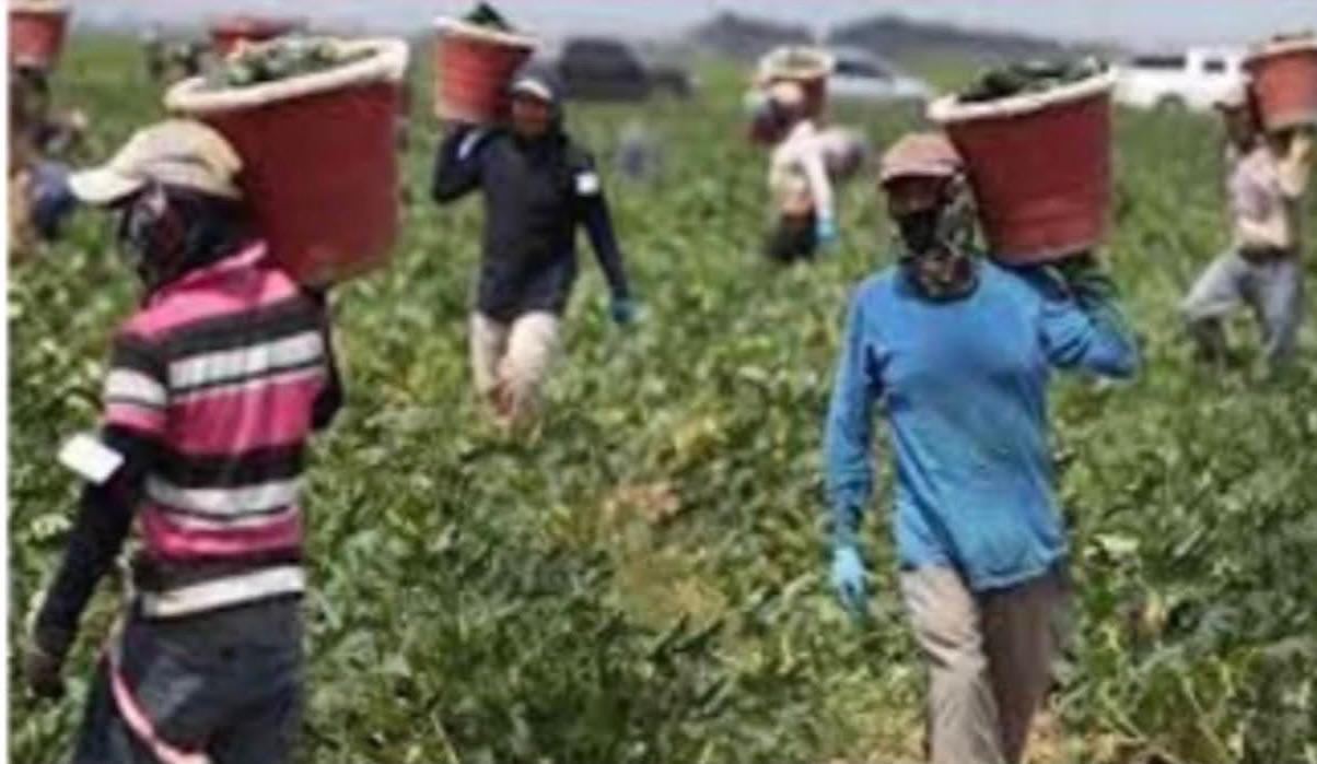 La Celebraci&#243;n Anual "&#161;Si Se Puede!" Reconoce la Resiliencia de los Trabajadores Agr&#237;colas Durante COVID