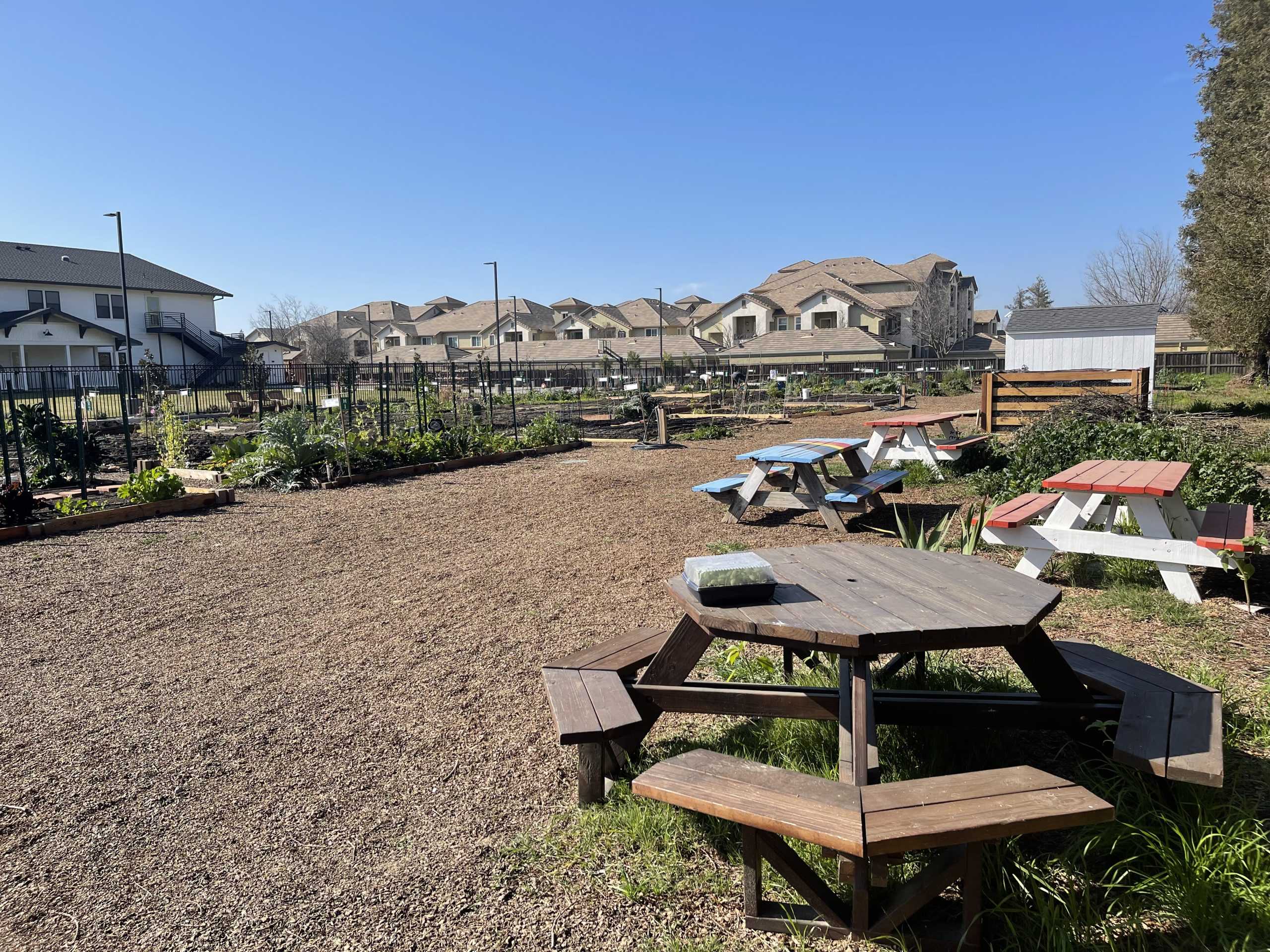 Turlock Community Garden Offers Helpful Tips and Beautiful Scenery