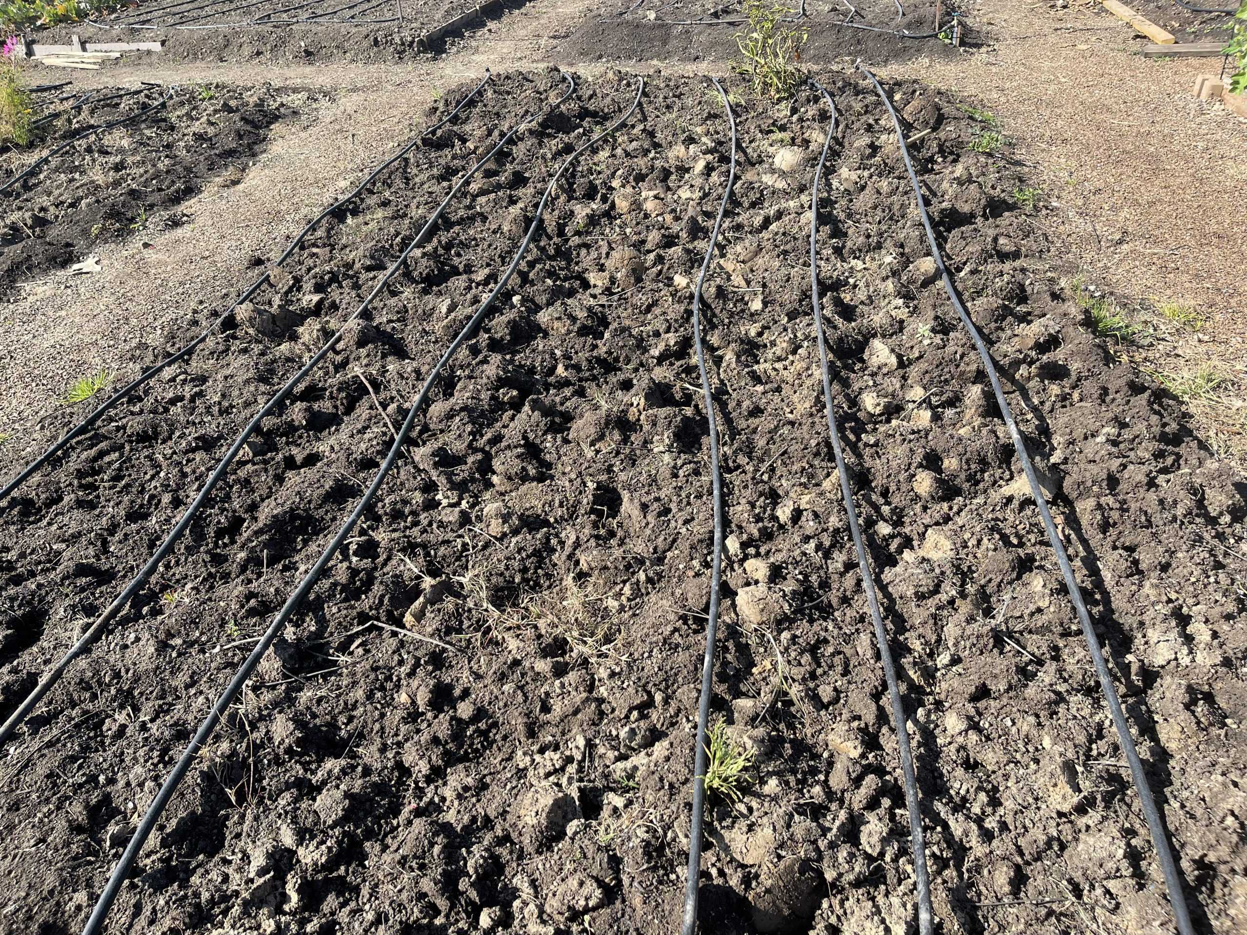 Turlock Community Garden Offers Helpful Tips and Beautiful Scenery