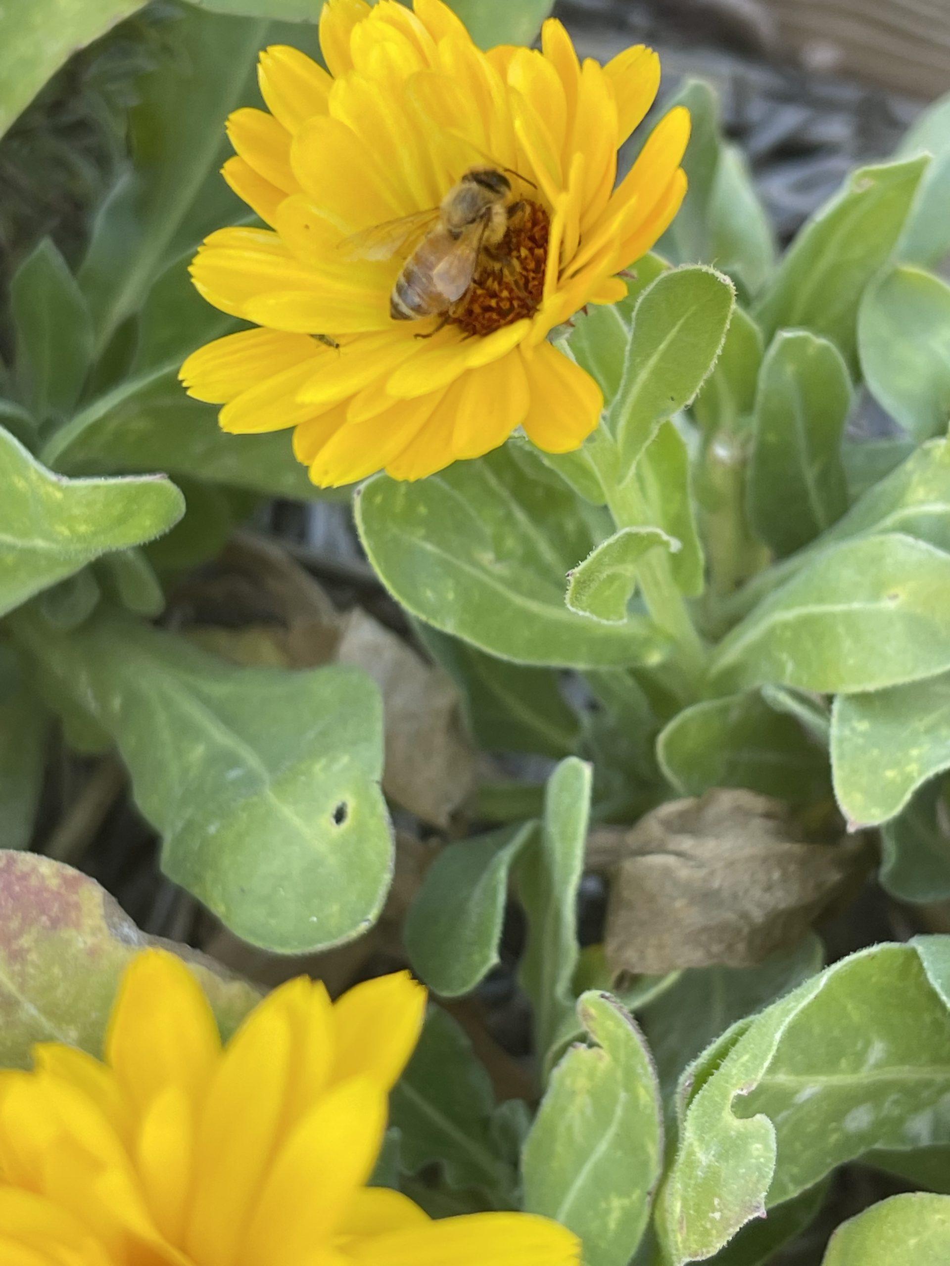 Turlock Community Garden Offers Helpful Tips and Beautiful Scenery