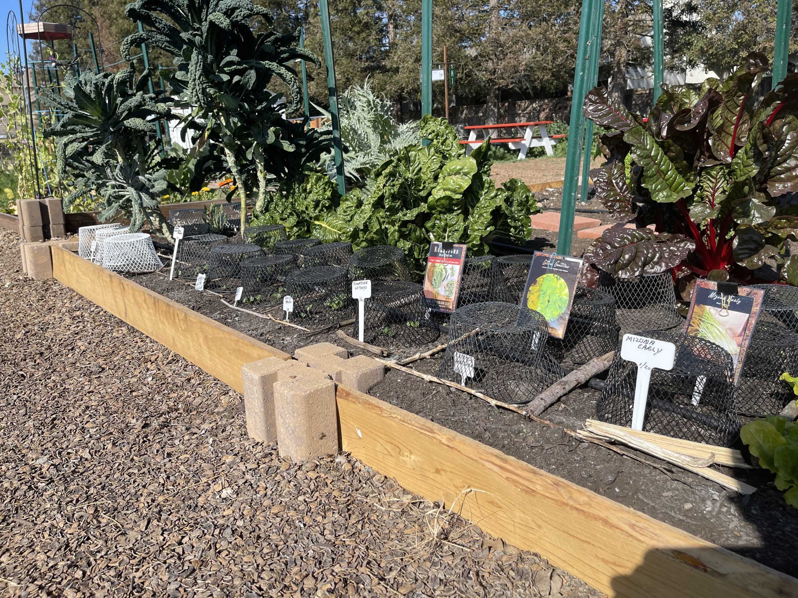 Turlock Community Garden Offers Helpful Tips and Beautiful Scenery