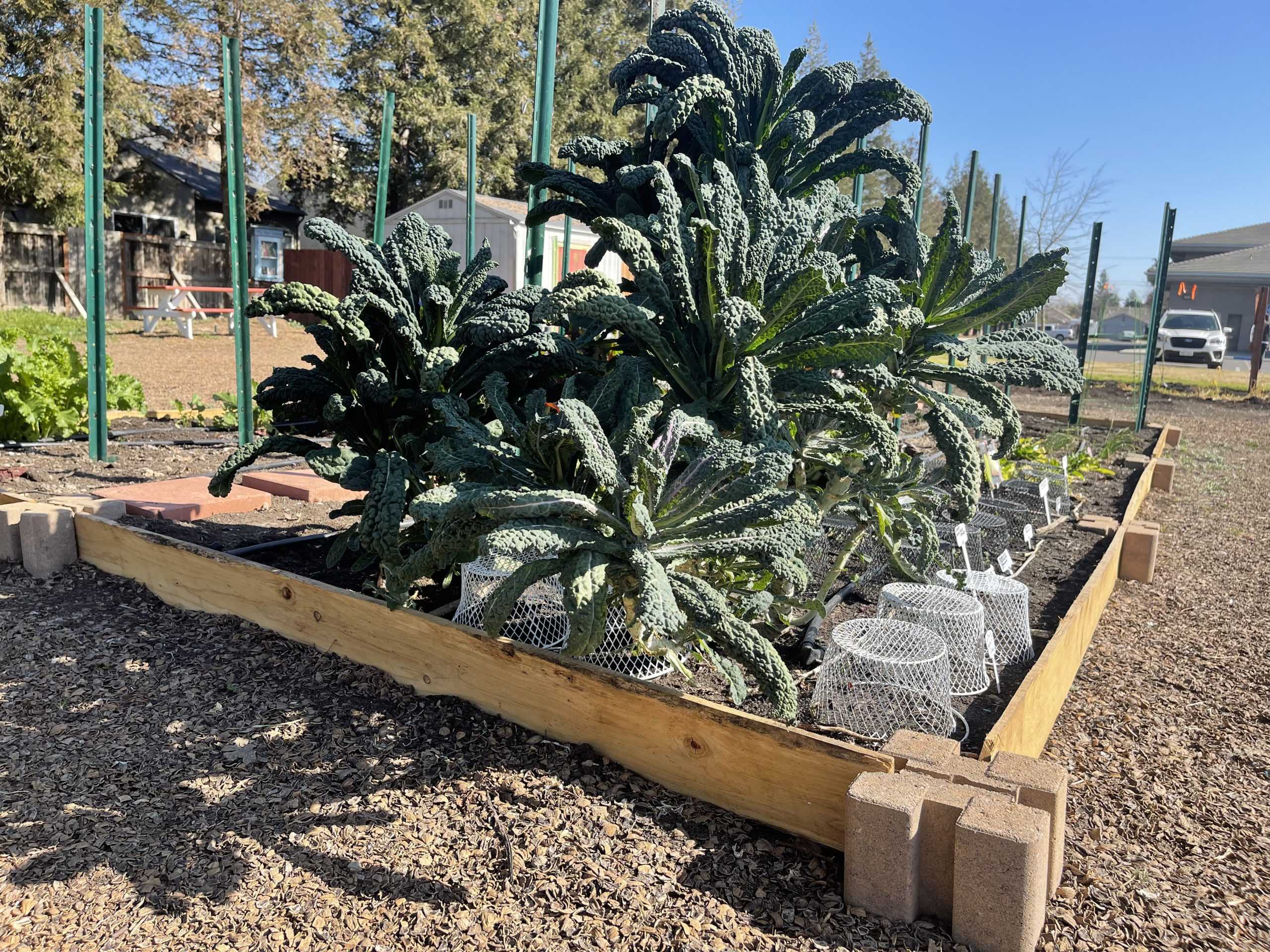 Turlock Community Garden Offers Helpful Tips and Beautiful Scenery