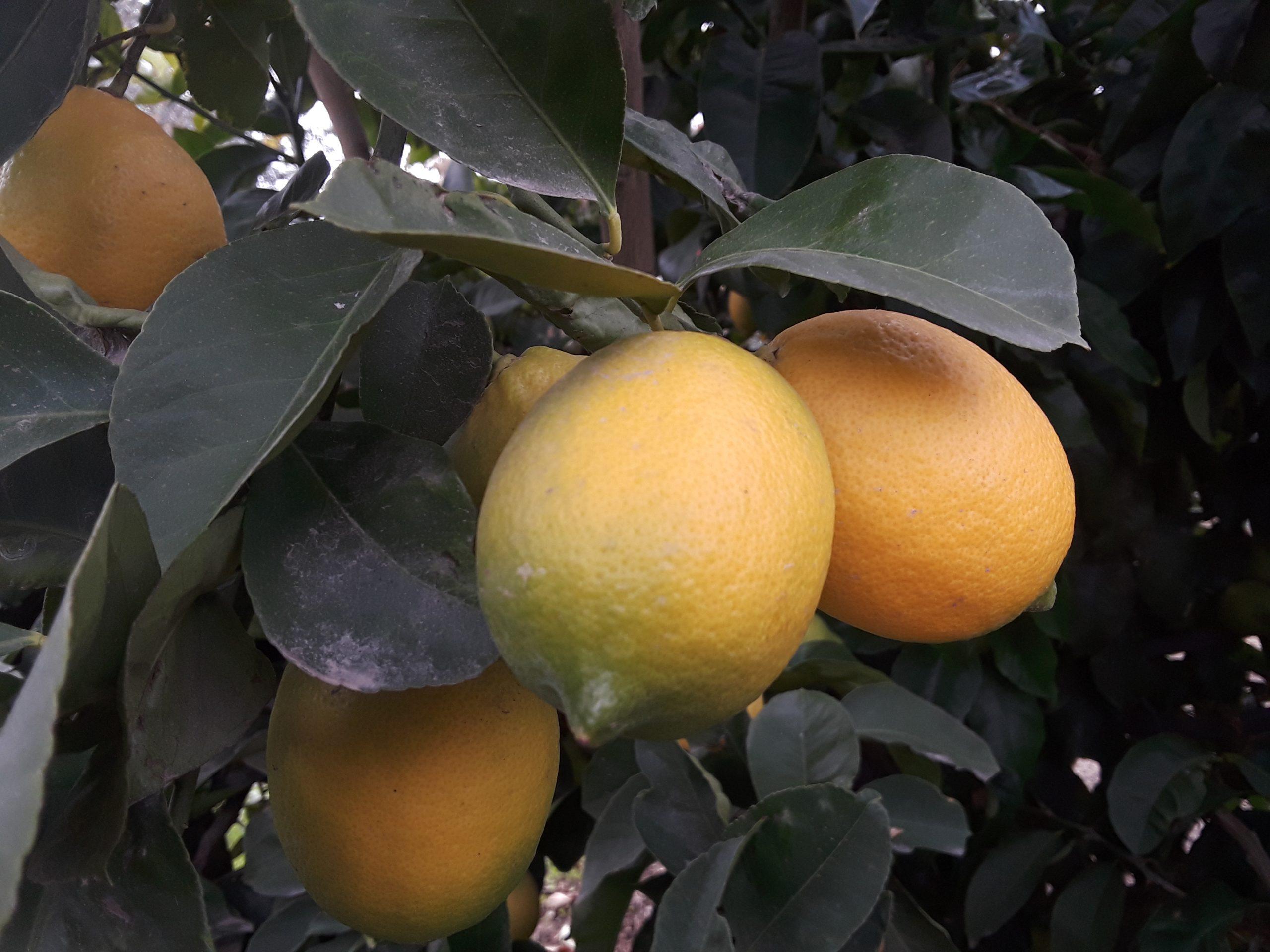 New Signage Deters Thieves at Stan State's Orchards