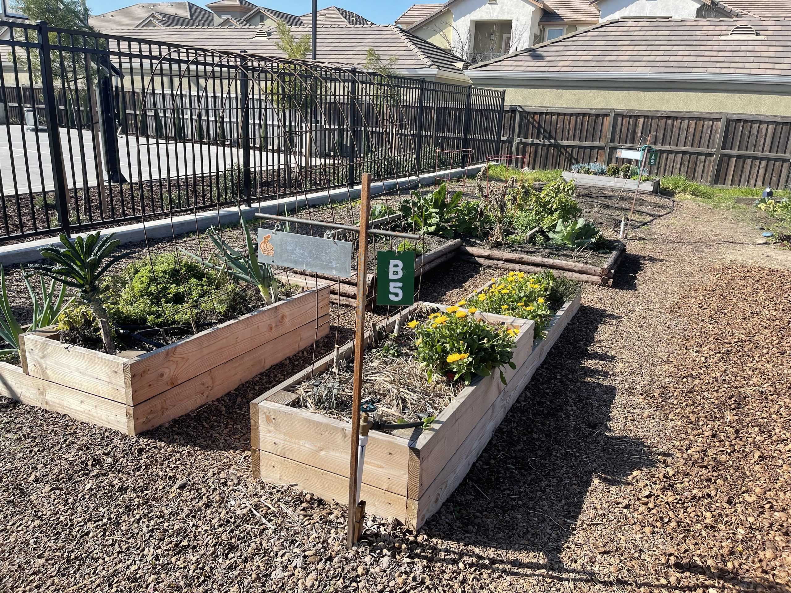 Turlock Community Garden Offers Helpful Tips and Beautiful Scenery