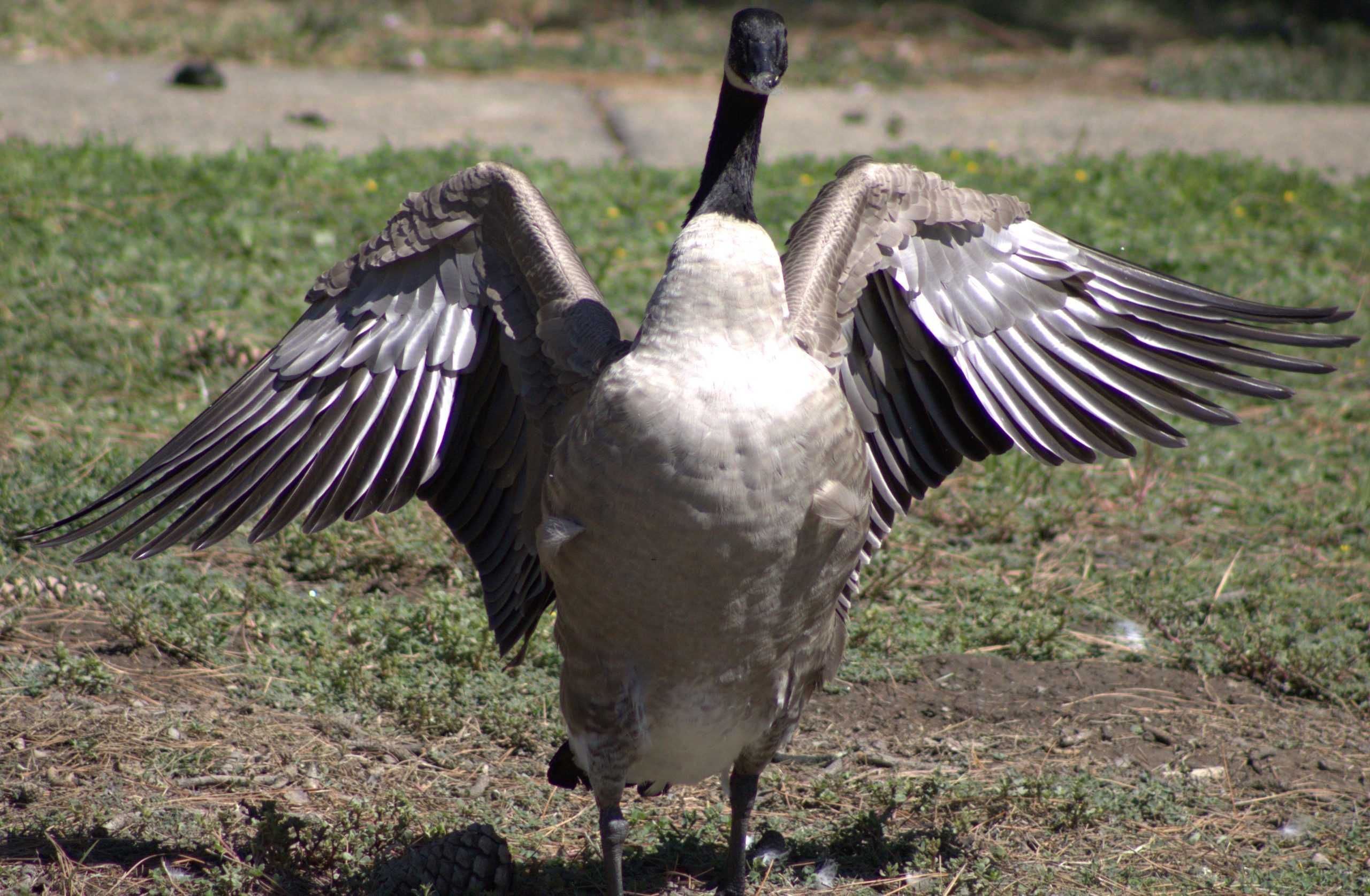 Stan State Monitoring Bird Flu Risk Closely