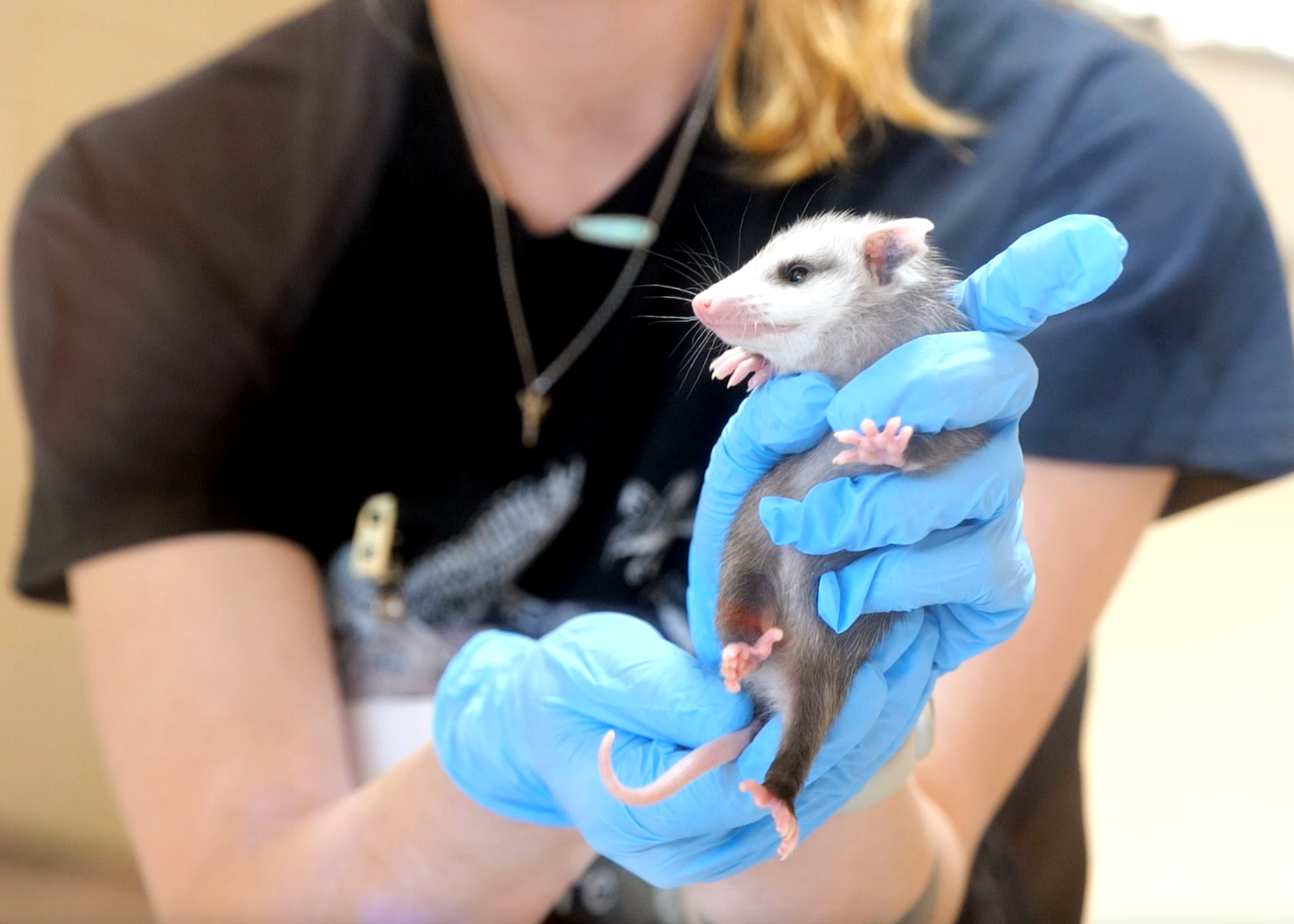 Stanislaus Wildlife Care Center Hosts &#8216;Baby Animal Shower&#8217;