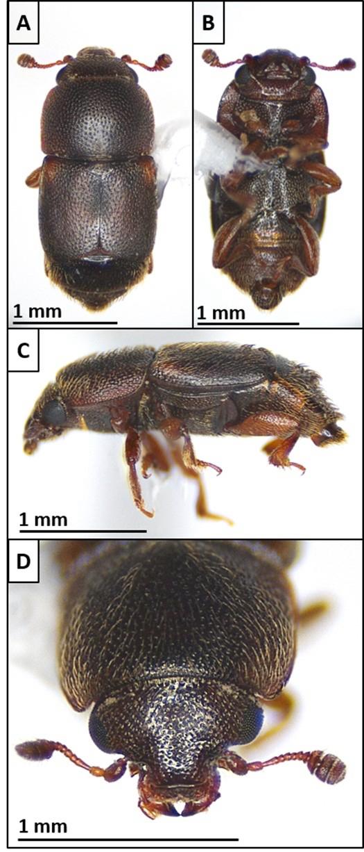 Invasive Beetle Found in Valley Orchards, Representatives Call For Emergency Response