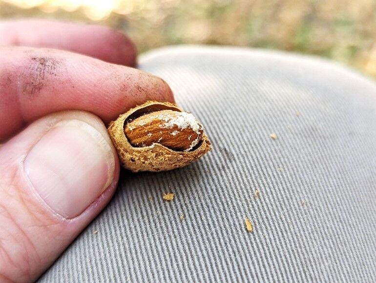An almond infested with the eggs of the carpohilus beetle, which will survive in the nut over the harsh winters and then feed on the following harvests nuts. (Photo courtesy of UC Agriculture and Natural Resources)
