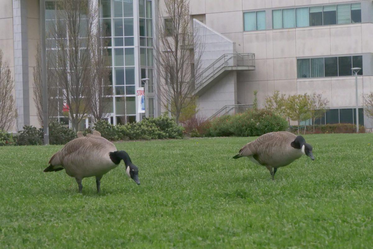 Geese foraging on CSU Stanislaus campus. (Signal Photo/Veronica Sexton)