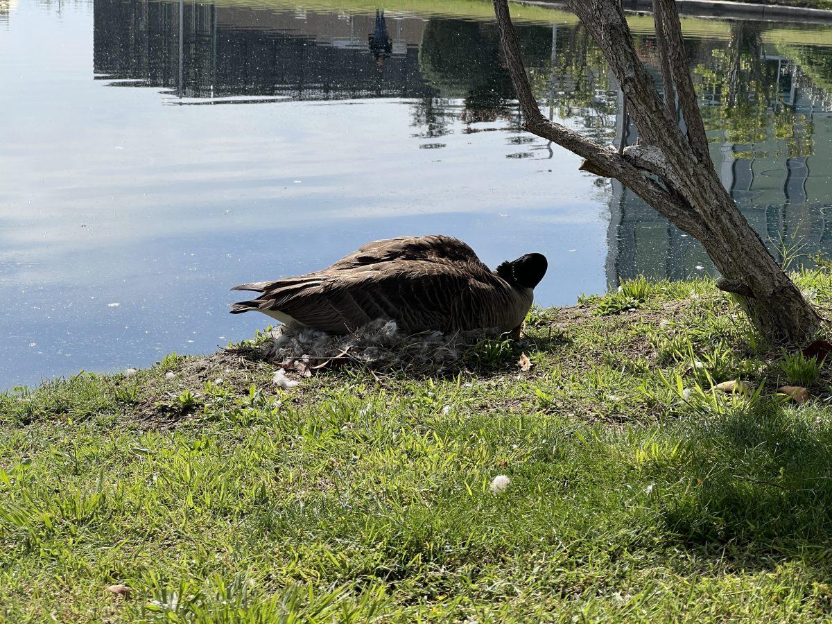 One of our iconic Stan State geese nests in by the water of one of the campuss parks. (Photo courtesy of Conrad Genest)