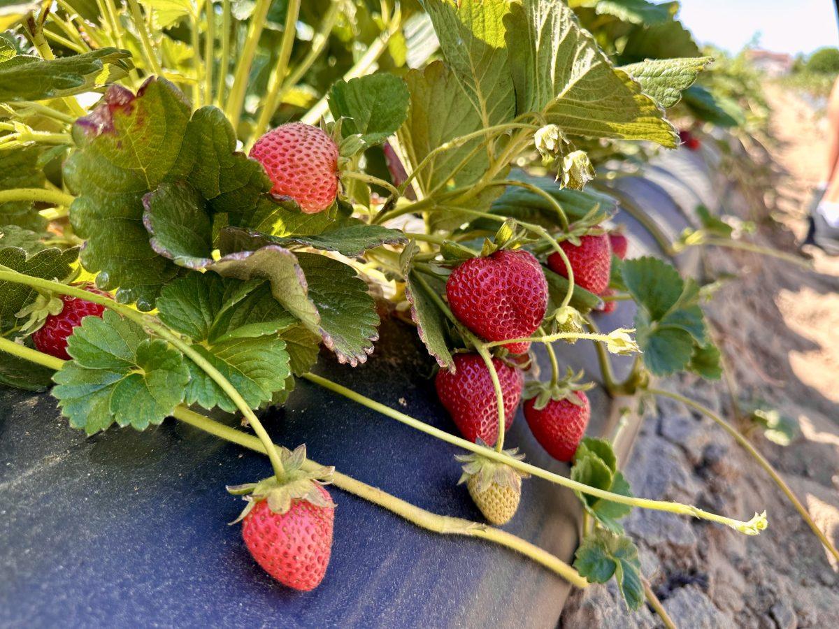One of Yang and Mouas strawberry patches bustling with freshly grown strawberries. (Signal Photo/Natalie Villanueva) 