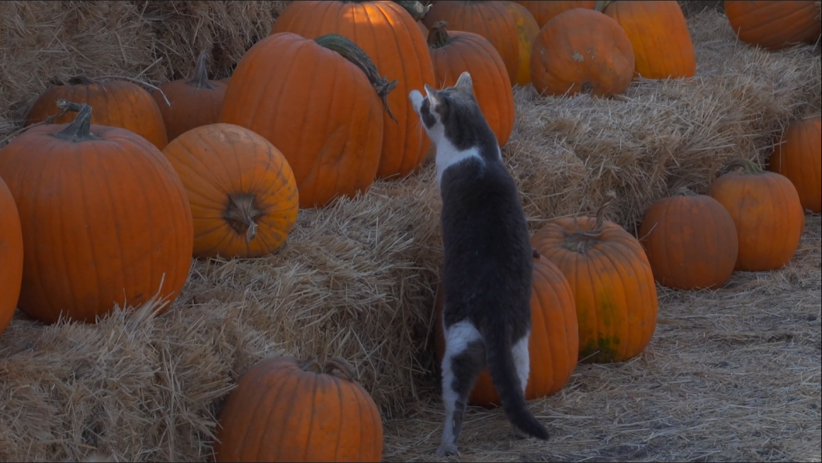 Looking for a Pumpkin This Halloween Season? Check Out These Central Valley Pumpkin Patches